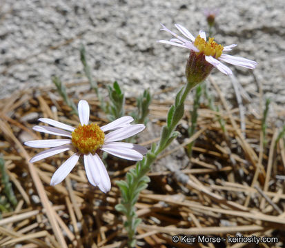 Image of Brewer's fleabane