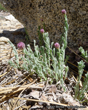 Image of Brewer's fleabane