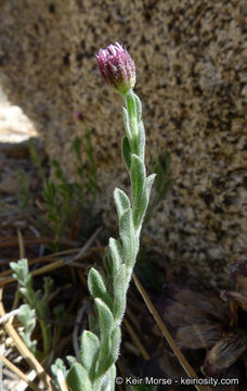 Image of Brewer's fleabane