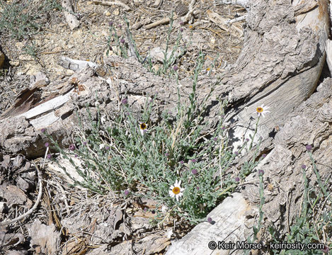 Image of Brewer's fleabane