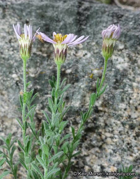 Image of Brewer's fleabane