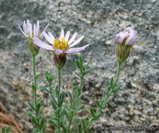 Image of Brewer's fleabane