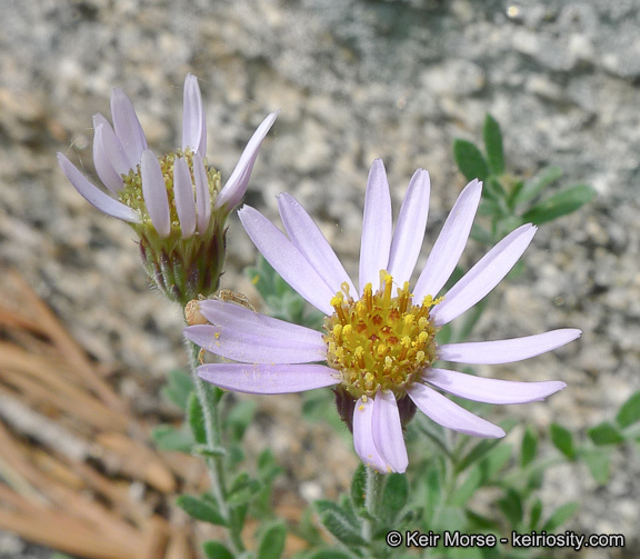 Image of Brewer's fleabane