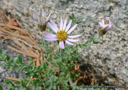 Image of Brewer's fleabane