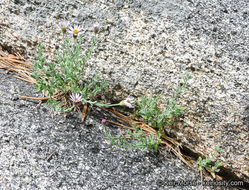 Image of Brewer's fleabane