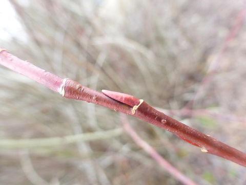 Image of MacKenzie's willow