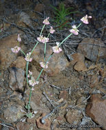 Image of Davidson's buckwheat