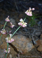 Image of Davidson's buckwheat