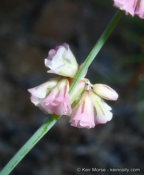 Image of Davidson's buckwheat