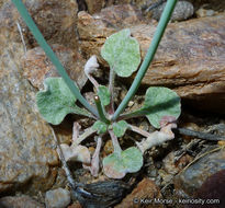 Image of Davidson's buckwheat