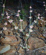 Image of Davidson's buckwheat