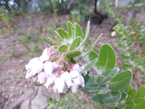 Image of whitehair manzanita