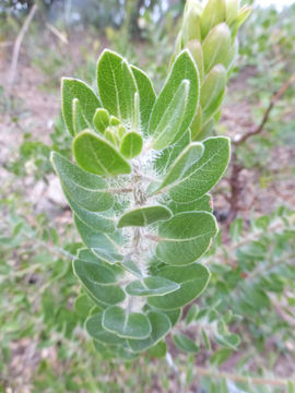 Image of whitehair manzanita