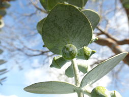 Image of Silver-leaved Mountain Gum