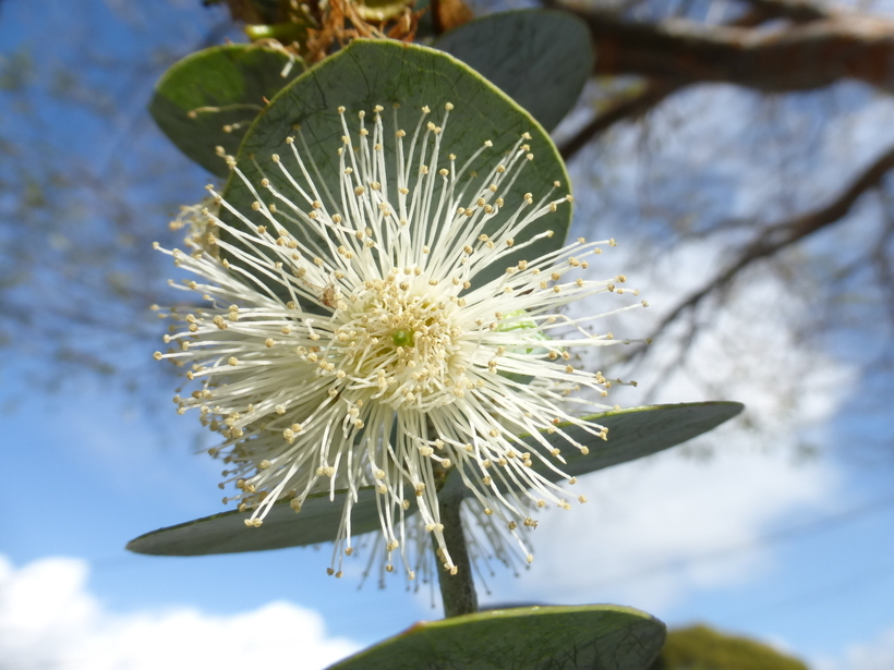 Imagem de Eucalyptus pulverulenta Sims