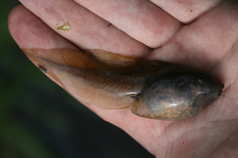 Image of Common Spadefoot