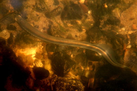 Image of Ukrainian Brook Lamprey