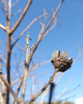 Image of Crape myrtle