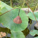 Image of sacred lotus