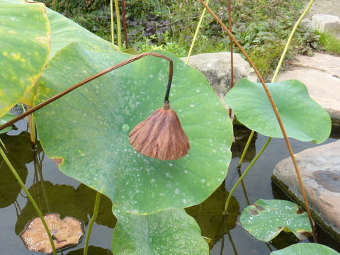 Image of sacred lotus