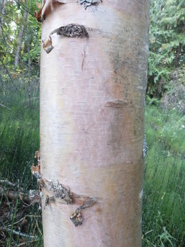 Image of paper birch