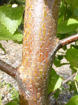 Imagem de Betula papyrifera Marshall