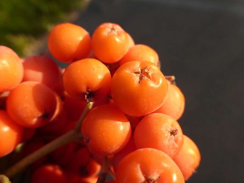 Plancia ëd Sorbus aucuparia L.