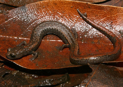 Image of San Simeon Slender Salamander