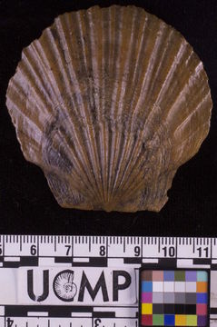 Image of <i>Patinopecten lohri</i>