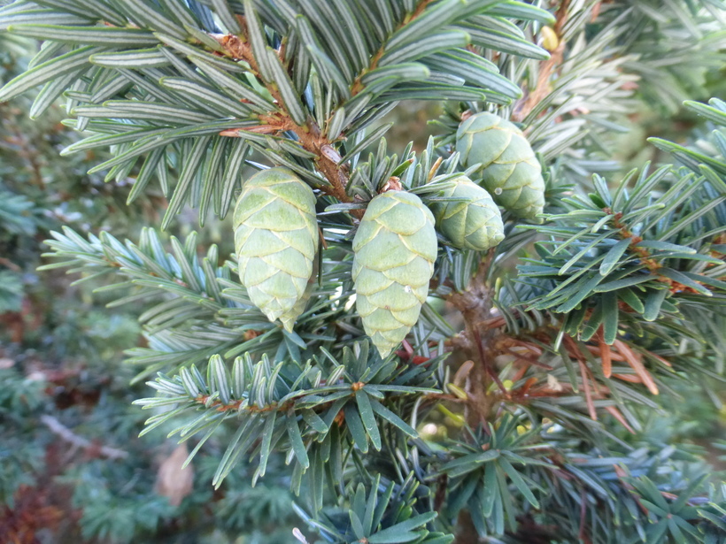 Image of western hemlock