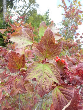 Image of Cranberry-tree