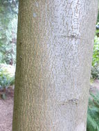 Plancia ëd Sorbus zahlbruckneri C. K. Schneid.