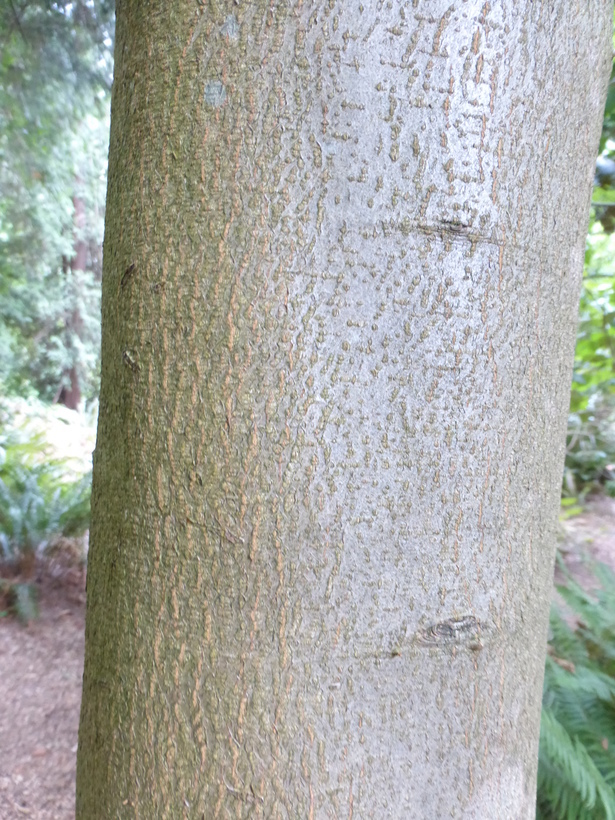 Image of Sorbus zahlbruckneri C. K. Schneid.