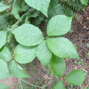 Image de Sorbus zahlbruckneri C. K. Schneid.