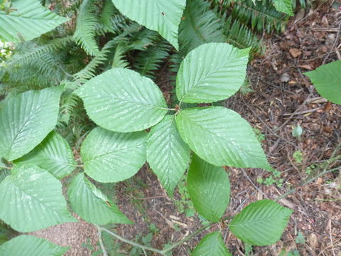 Plancia ëd Sorbus zahlbruckneri C. K. Schneid.