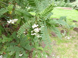 Image of Sorbus glomerulata Koehne