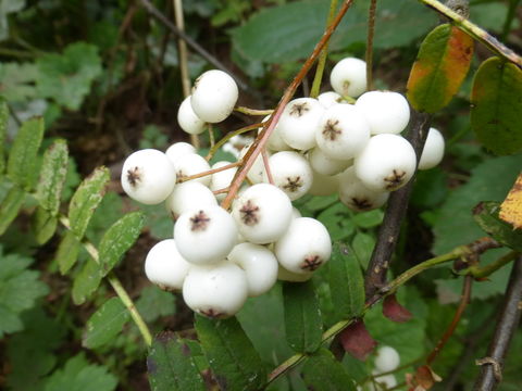 Sorbus glomerulata Koehne resmi