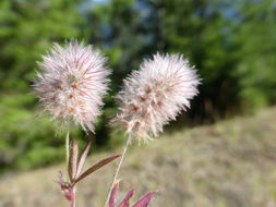 Imagem de Trifolium arvense L.