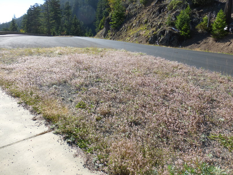 Image of Hare's-foot Clover