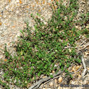 Image of Parish's bedstraw