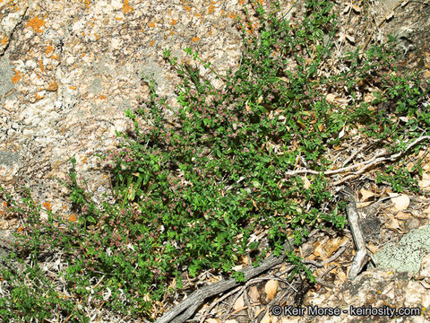 Image of Parish's bedstraw