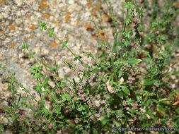 Sivun Galium parishii Hilend & J. T. Howell kuva