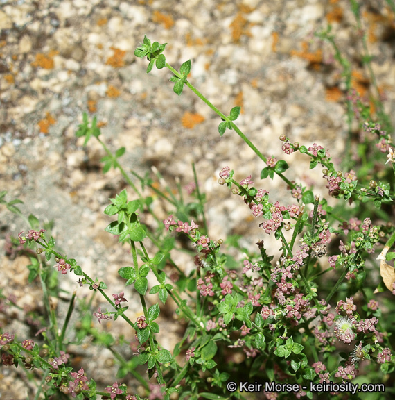 Sivun Galium parishii Hilend & J. T. Howell kuva