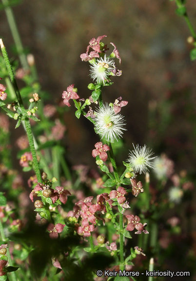 Sivun Galium parishii Hilend & J. T. Howell kuva