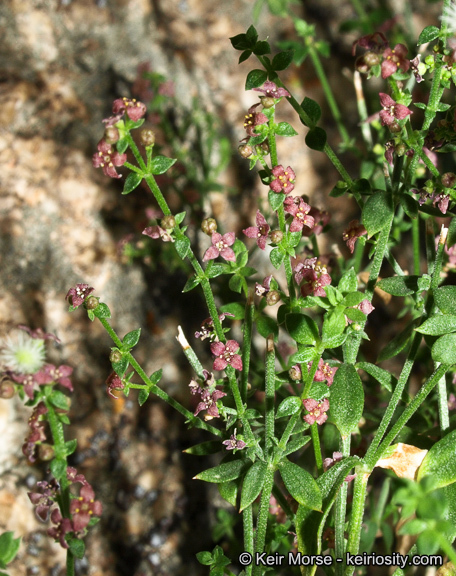 Sivun Galium parishii Hilend & J. T. Howell kuva