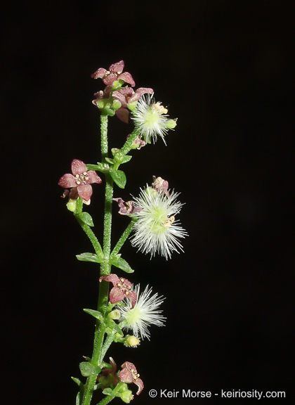 Sivun Galium parishii Hilend & J. T. Howell kuva