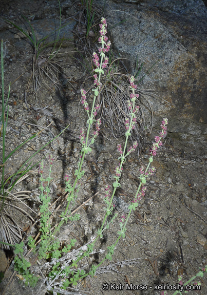 Sivun Galium parishii Hilend & J. T. Howell kuva