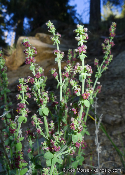 Sivun Galium parishii Hilend & J. T. Howell kuva