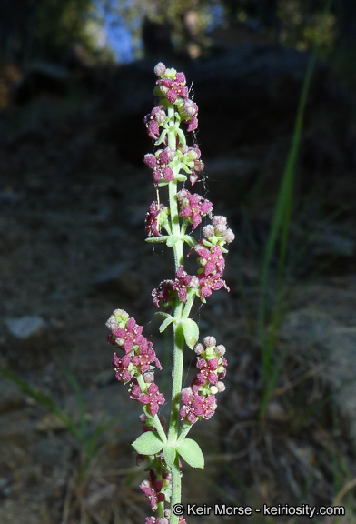 Sivun Galium parishii Hilend & J. T. Howell kuva