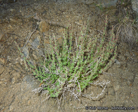 Sivun Galium parishii Hilend & J. T. Howell kuva